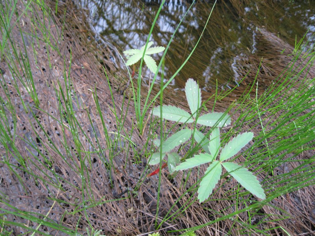 Potentilla palustris